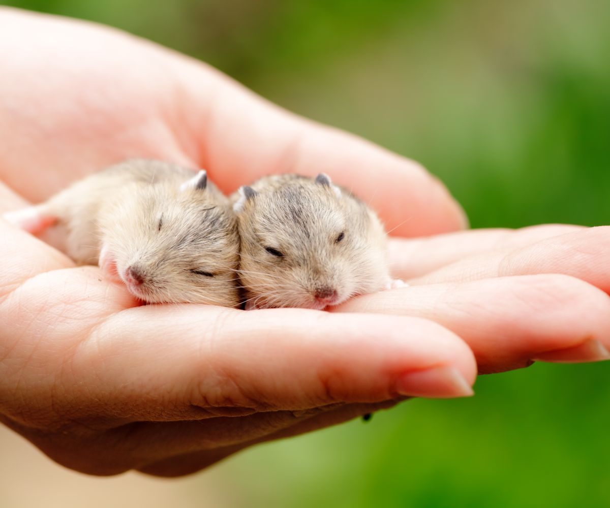 Can Hamsters Eat Romaine Lettuce? [Avoid This Mistake!] petusiast