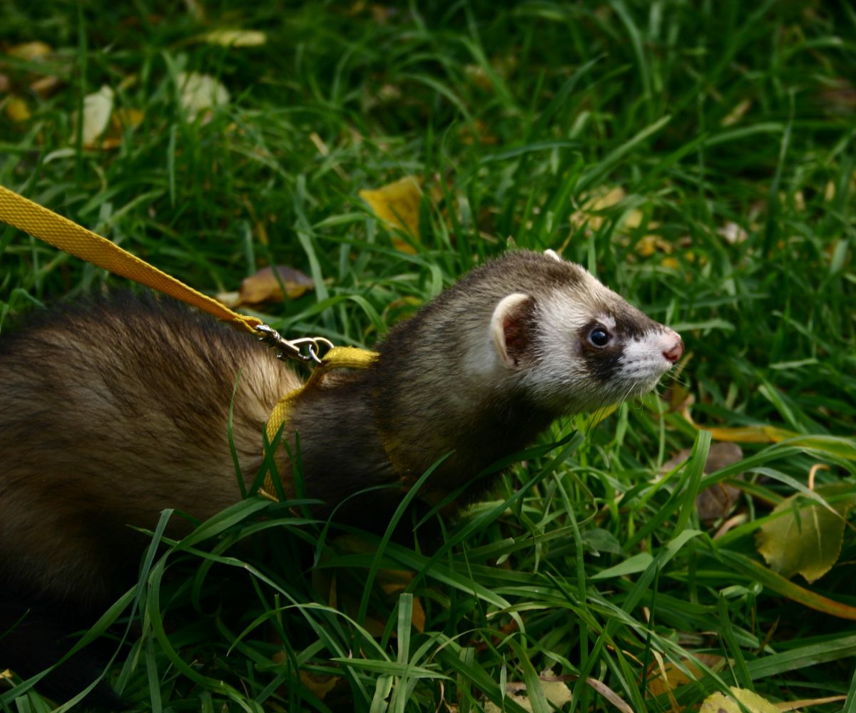 Do Ferrets Eat Grass? (And what about hay?) petusiast