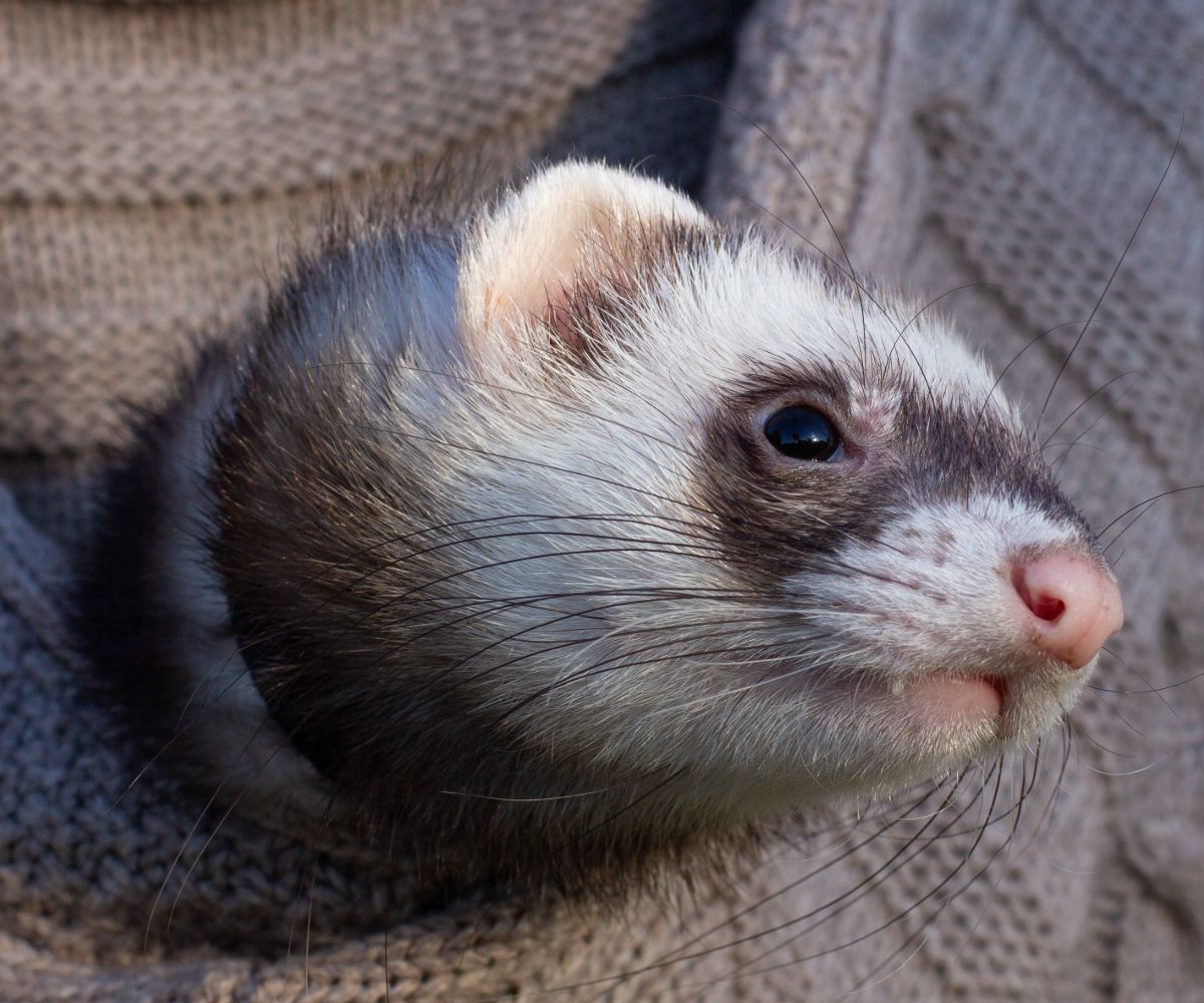 Are Ferrets Affectionate? petusiast