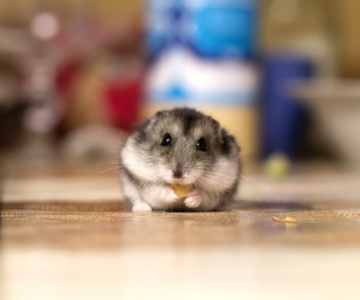 Can Hamsters Eat Aloe Vera? (3 Alarming Facts) petusiast