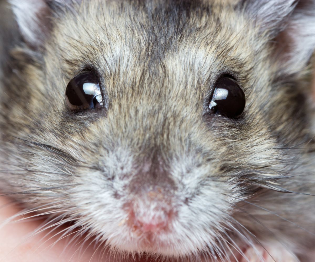 Best Hay for Hamsters petusiast