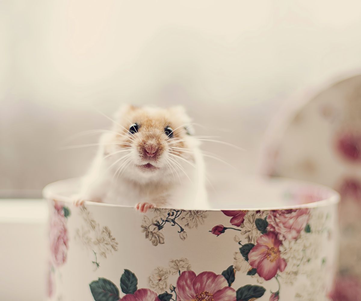 Can Hamsters Eat Almond Butter? petusiast