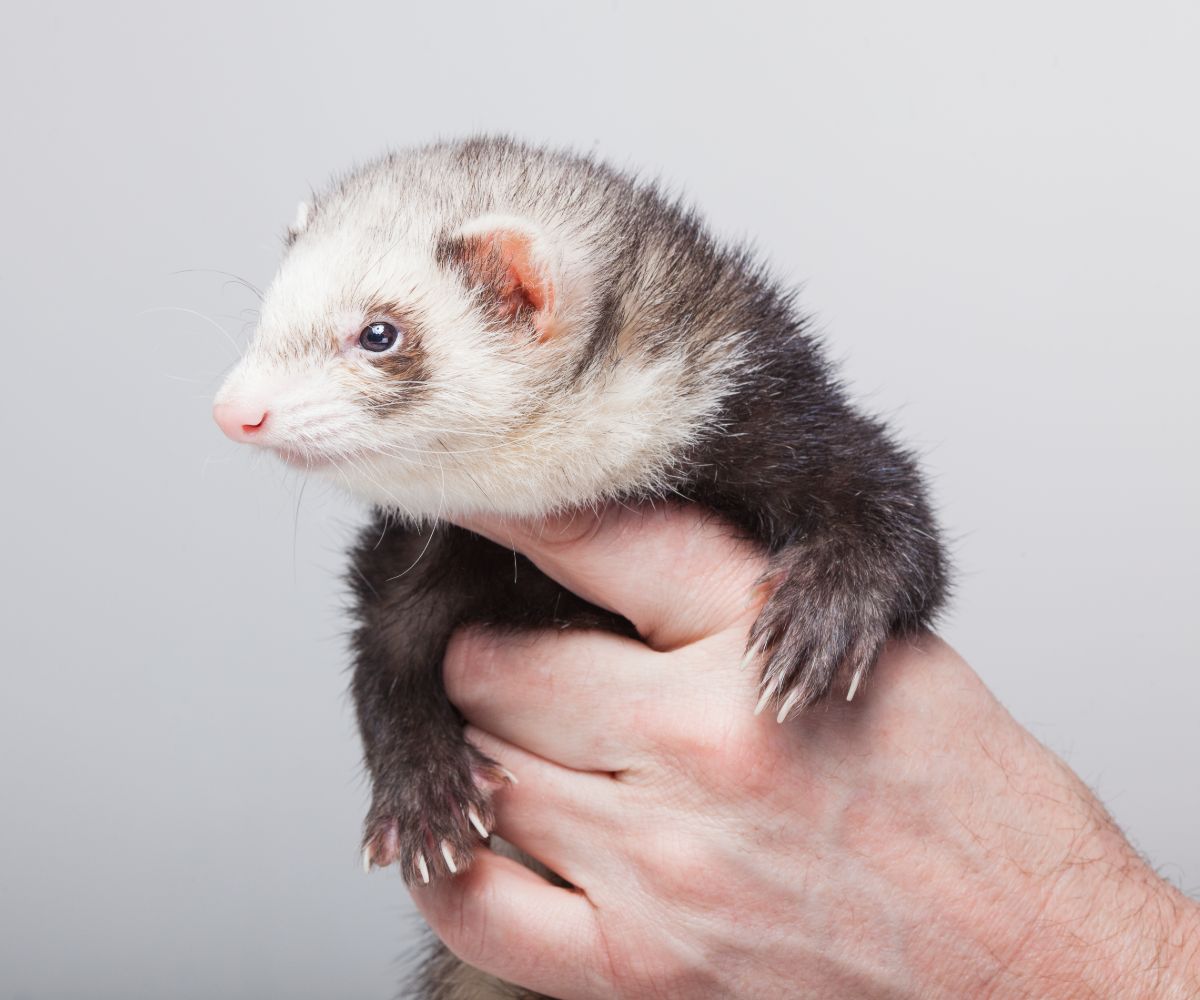 Do Ferrets Burrow? petusiast
