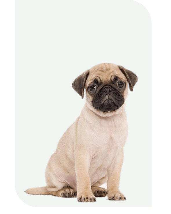 Pet Supplies Store Petvana.co.uk Online Pet Store Petvana