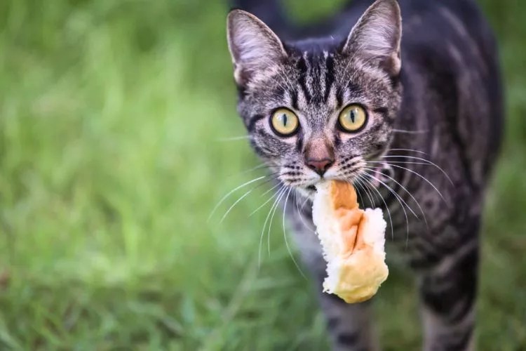 Can Cats Have Bread? (An Accurate Answer)