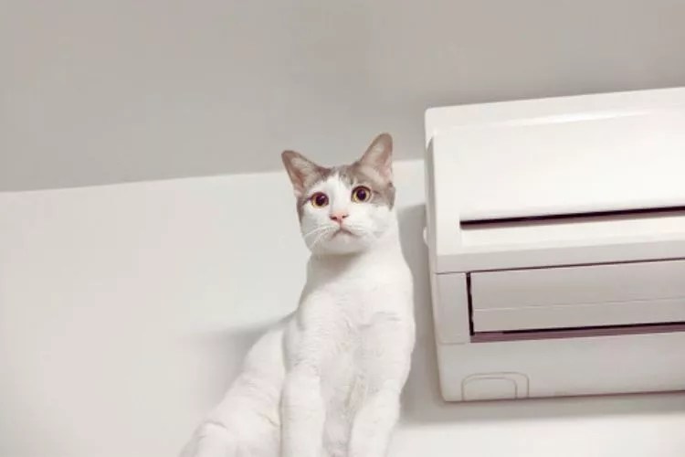 Is 90 Degrees Too Hot For a Cat? (An Honest Truth)