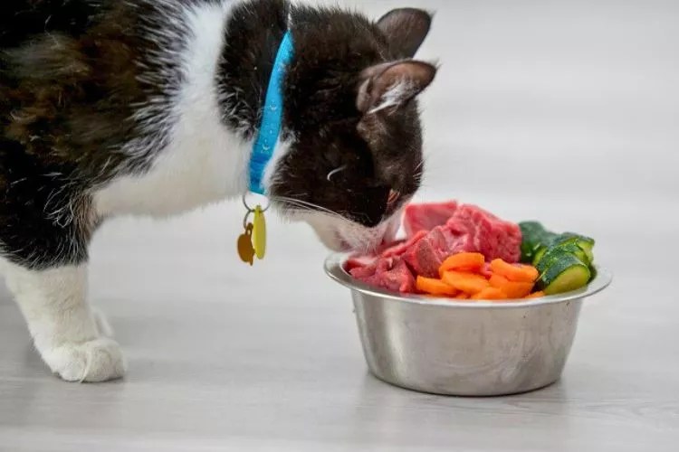 Can Cats Eat Raw Chicken? (An Alarming Answer)
