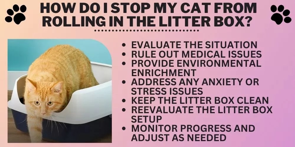 Why Does Cat Roll in the Litter Box? (My Honest Take)