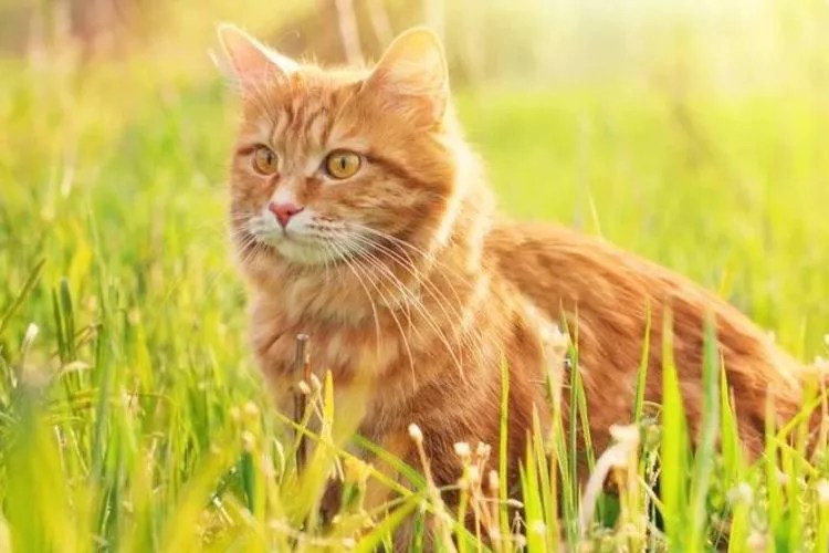 Is 90 Degrees Too Hot For a Cat? (An Honest Truth)