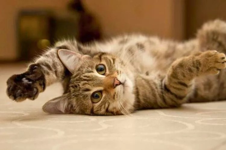 Why Do Cats Flop Over? (An Alarming Answer)