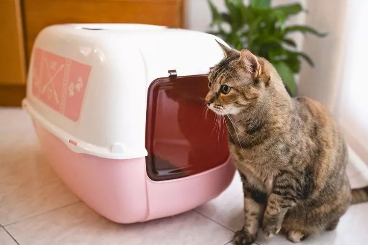 Why Does Cat Roll in the Litter Box? (My Honest Take)