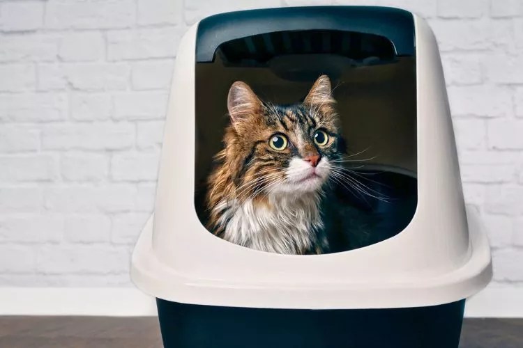 Why Does Cat Roll in the Litter Box? (My Honest Take)