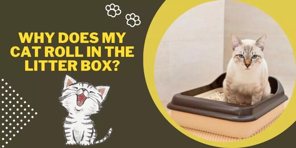 Why Does Cat Roll in the Litter Box? (My Honest Take)