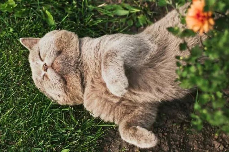 Why Do Cats Flop Over? (An Alarming Answer)