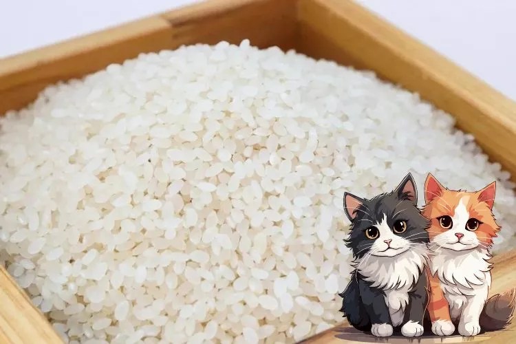 Can You Use Rice As Cat Litter? (My Honest Take)
