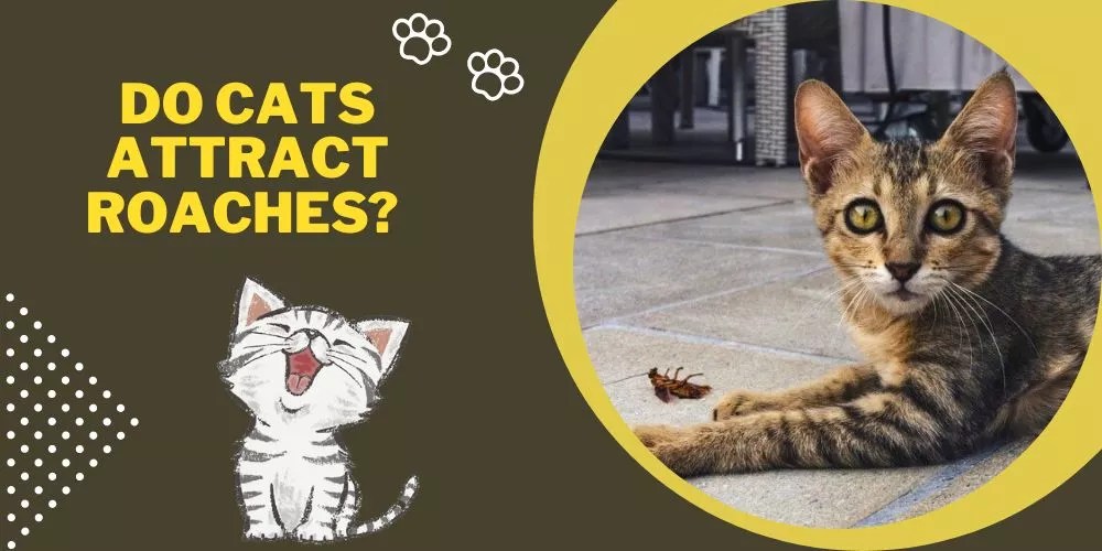Do Cats Attract Roaches? (An Authentic Answer)