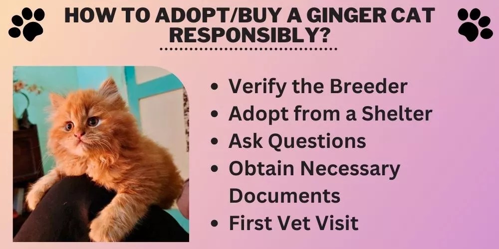 How Much Do Ginger Cats Cost? (An Honest Guide)
