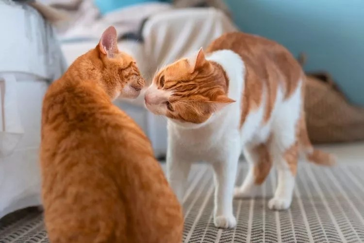 How to Introduce Two Cats to Each Other in 6 Easy Steps