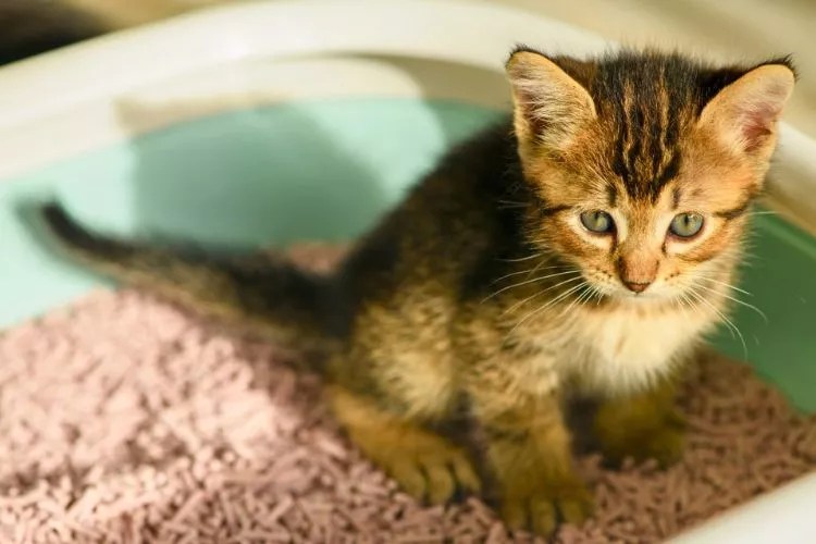 Can You Use Rice As Cat Litter? (My Honest Take)