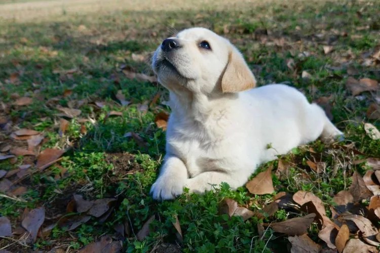 Do labradors bark a lot? (Barking Habits Uncovered)