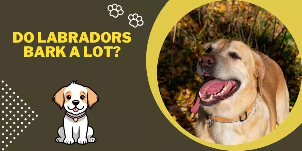 Do labradors bark a lot? (Barking Habits Uncovered)