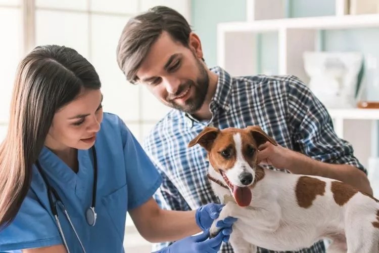 Is irish spring soap toxic to dogs? Uncover the Facts