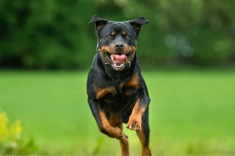 Do Rottweilers Growl when they're Happy? Decoding Growl