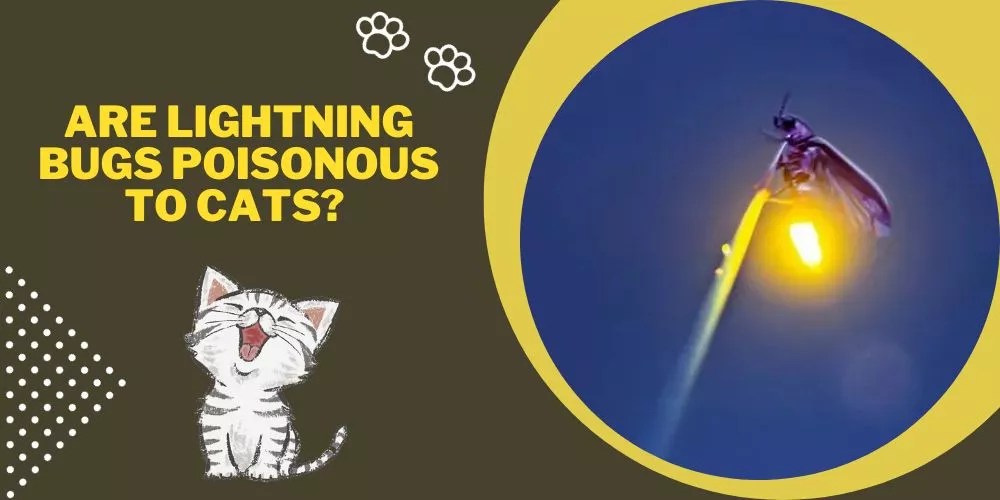 Are Lightning Bugs Poisonous to Cats? Uncover the Truth!