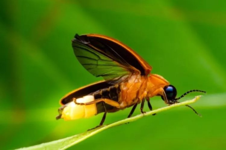 Are Lightning Bugs Poisonous to Cats? Uncover the Truth!
