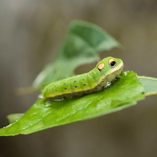 Are Lightning Bugs Poisonous to Cats? Uncover the Truth!