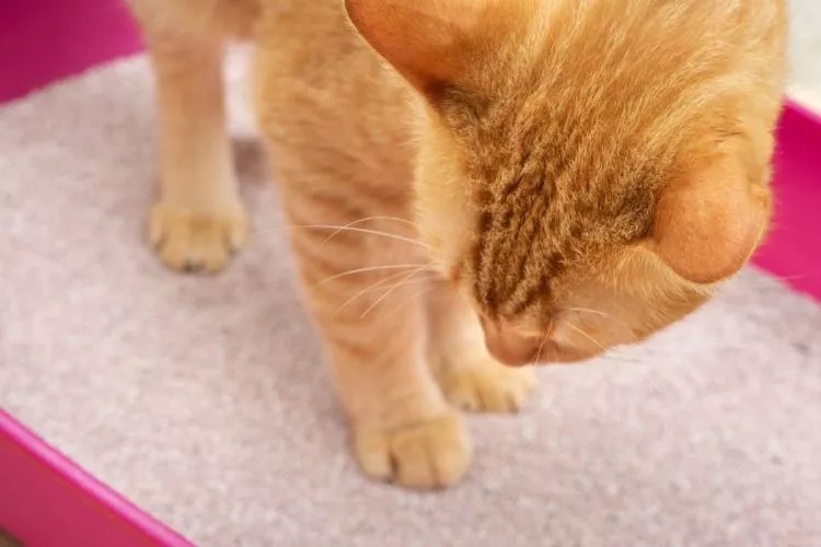 Does Cat Litter Expire? Don't Miss Our Comprehensive Guide