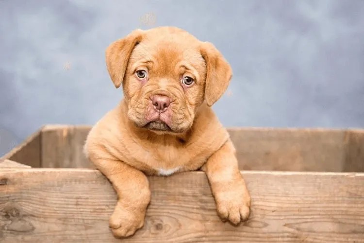 Why does My Dog Fall Asleep Sitting Up?