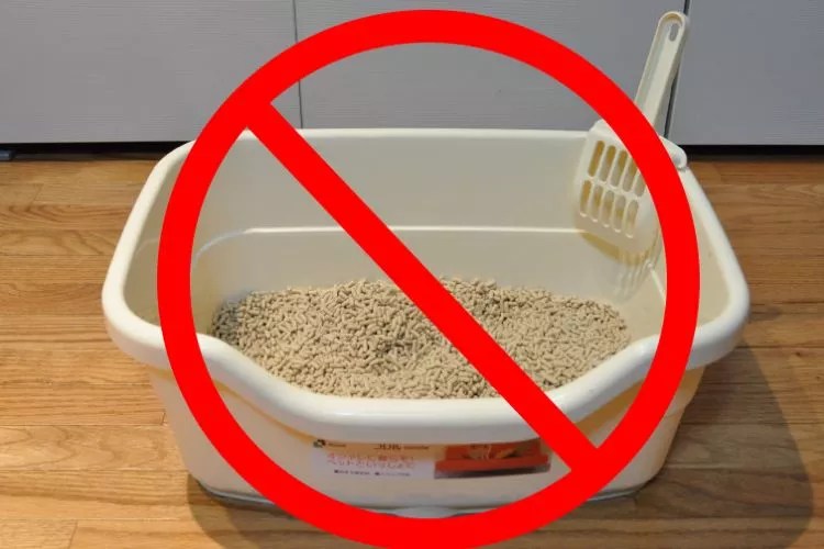 Does Cat Litter Expire? Don't Miss Our Comprehensive Guide