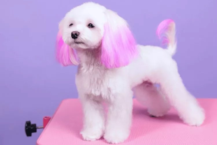 Is Chalk Toxic to Dogs? Understand the Safety Concerns