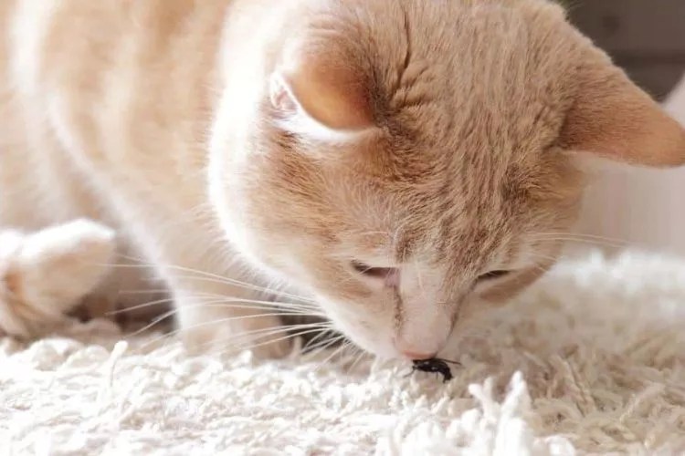 Are Lightning Bugs Poisonous to Cats? Uncover the Truth!