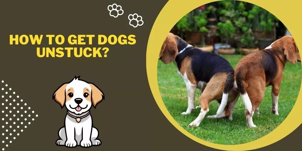 How to Get Dogs Unstuck Top 6 Ways.