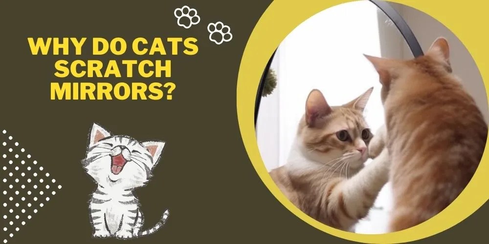 Why Do Cats Scratch Mirrors Understanding the Behavior and Finding