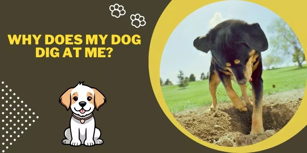 Why Does My Dog Dig at Me?