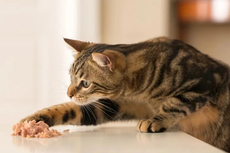 Can Cats Eat Tilapia? An Honest Guide