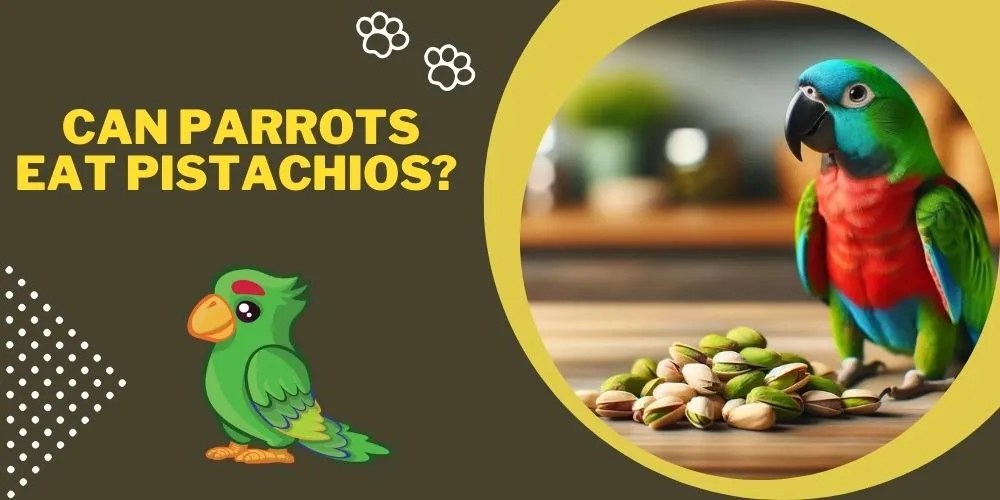 Can Parrots Eat Pistachios? A Comprehensive Guide