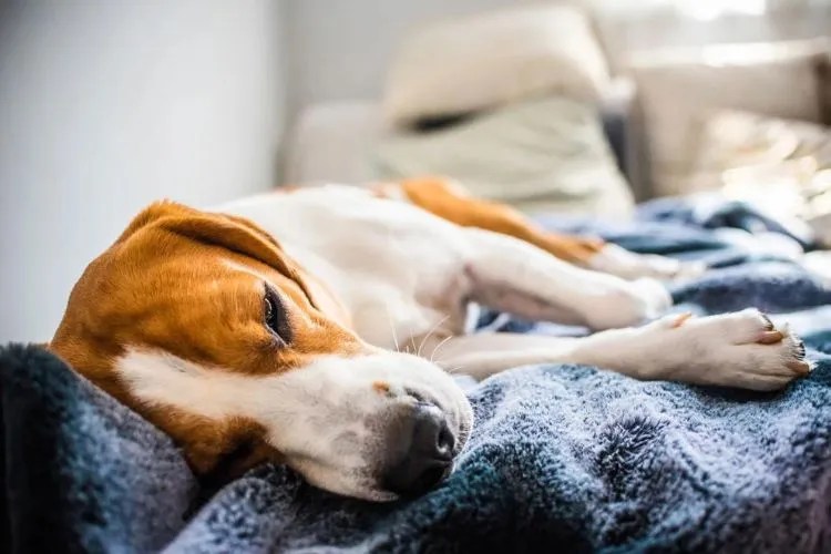 Why does My Dog Lick Metal? Expert Advice