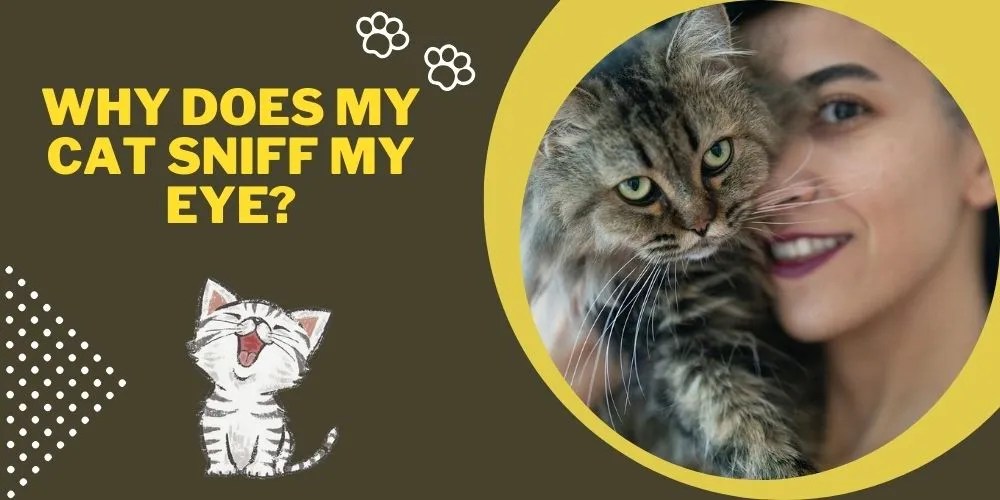 Why does My Cat Sniff My Eye? Find Out Why & What