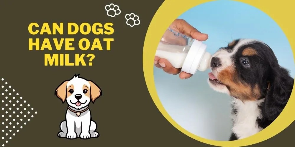 Can Dogs Have Oat Milk? An Honest Guide
