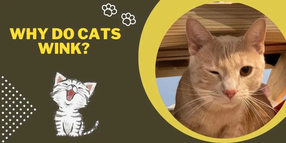 Why Do Cats Wink? 7 Major Reasons Explained!