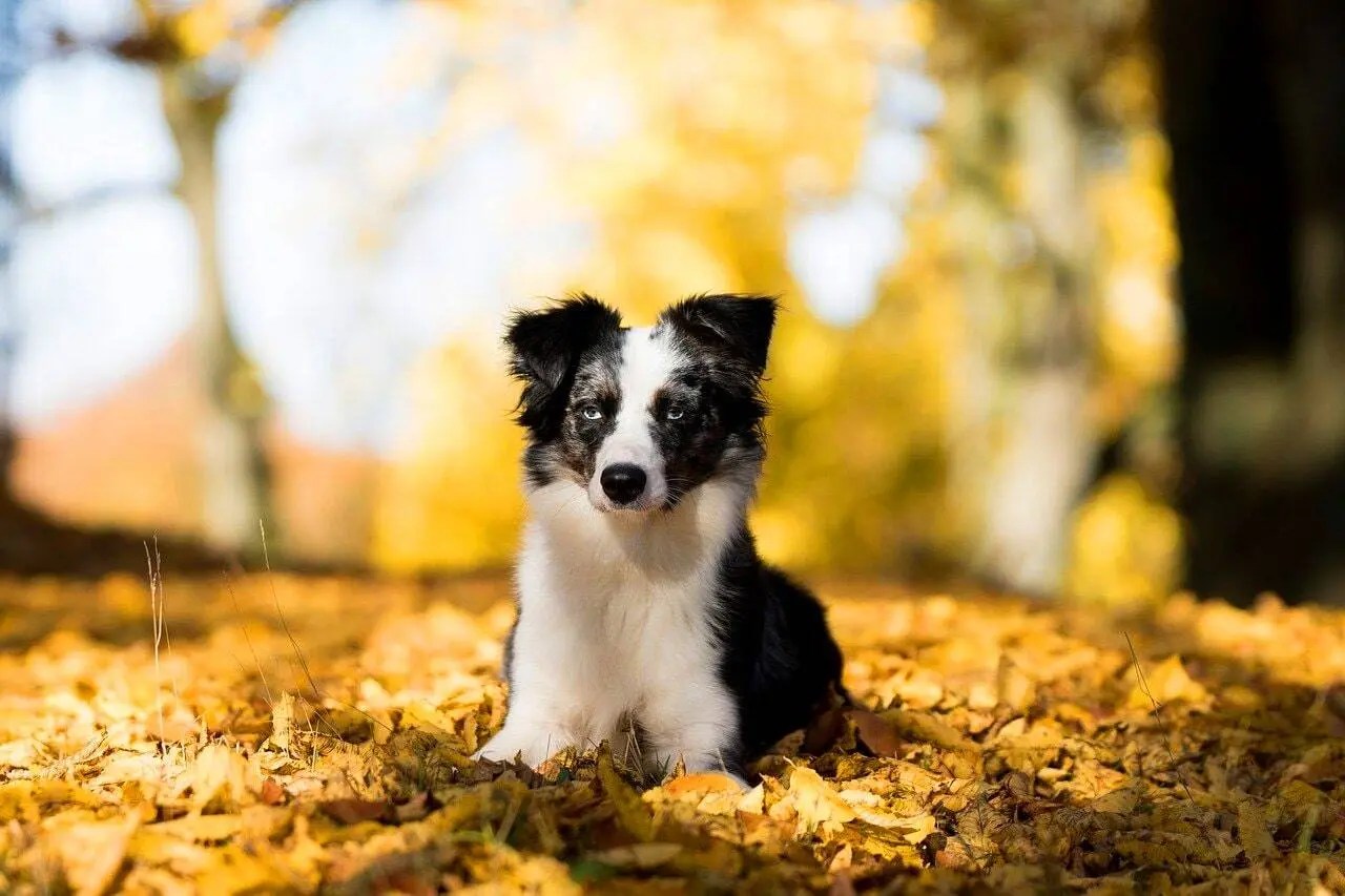 A Miniature Herding Dog Mini Australian Shepherd PetvBlog