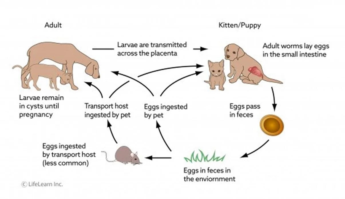 Are You Worried That Your Feline Has Parasites? Here Is