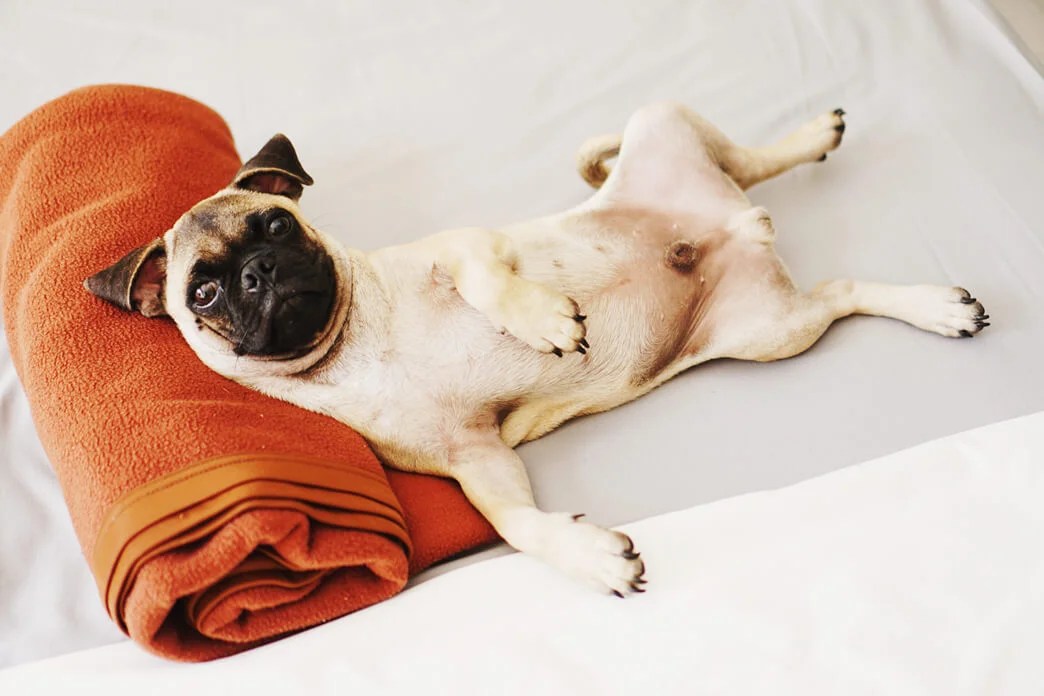 However, your senior dog may have different dietary requirements than most, so keep reading to find a dog food that may be better for your dog. Dog Kidney Failure - When to Euthanize? | PetvBlog