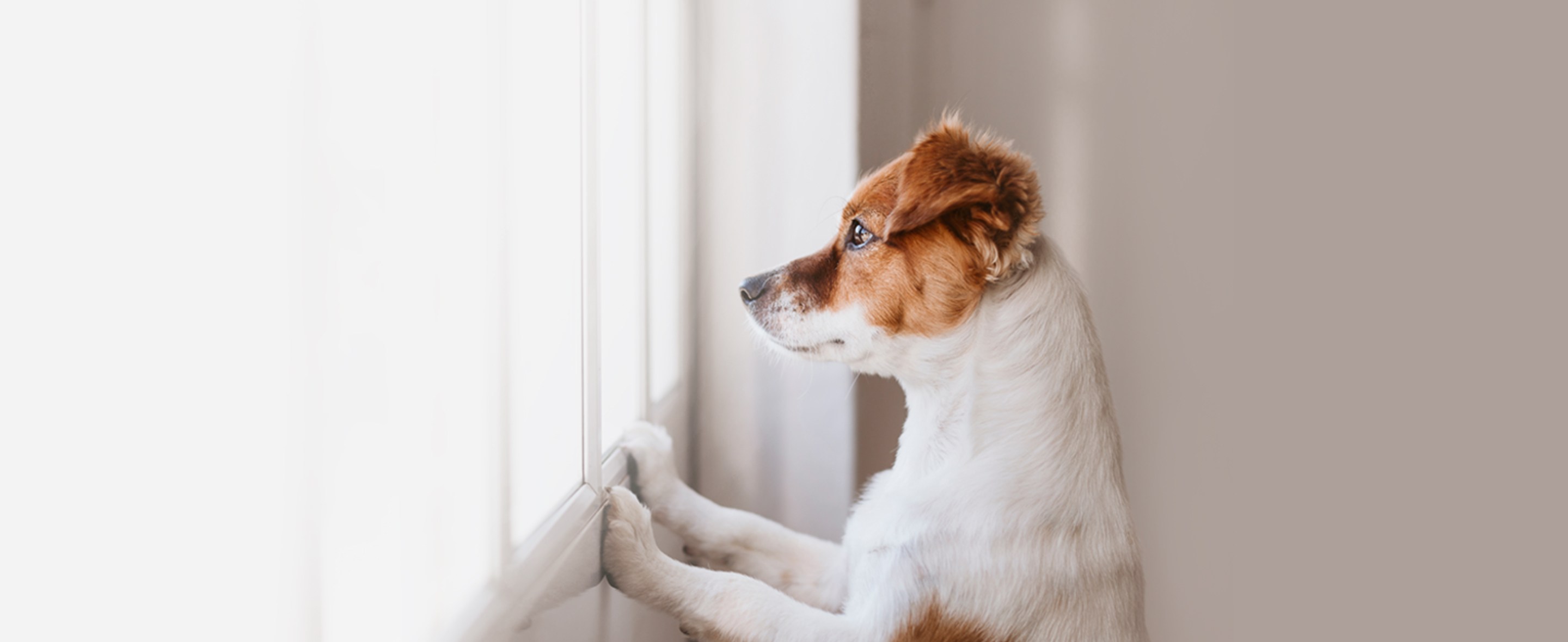 Veterinary Clinic Services PetVet