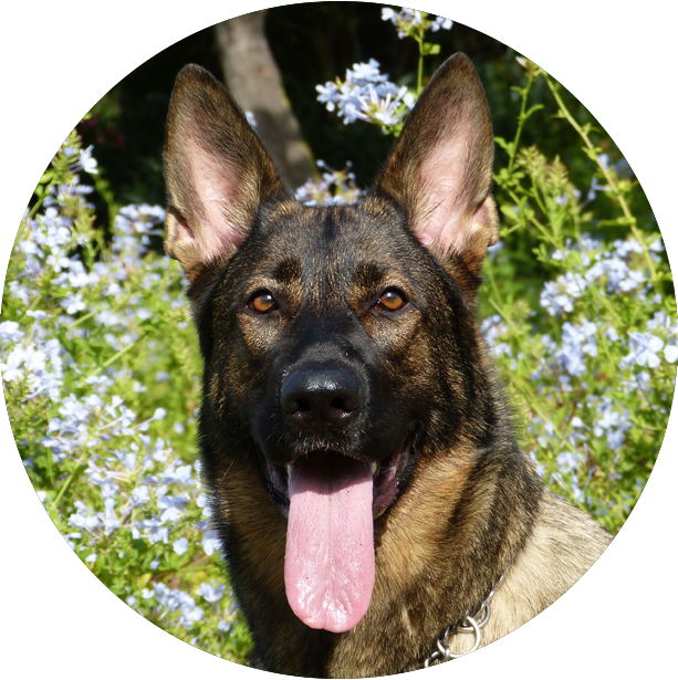 Veterinarian Huntley IL Hampshire Woodstock Pet Vet Animal Clinic