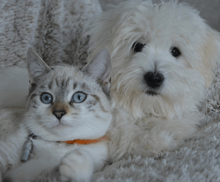Bravecto Pour Chiens et Chats Meilleures Infos et Prix